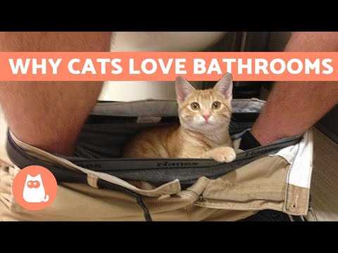 Practical Tips to Manage Your Companion's Following Behavior