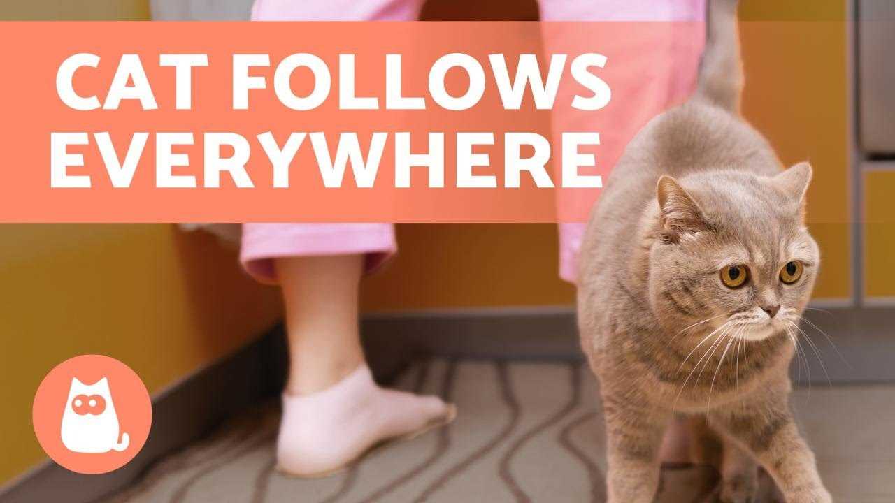 The Role of Curiosity in Feline Companionship