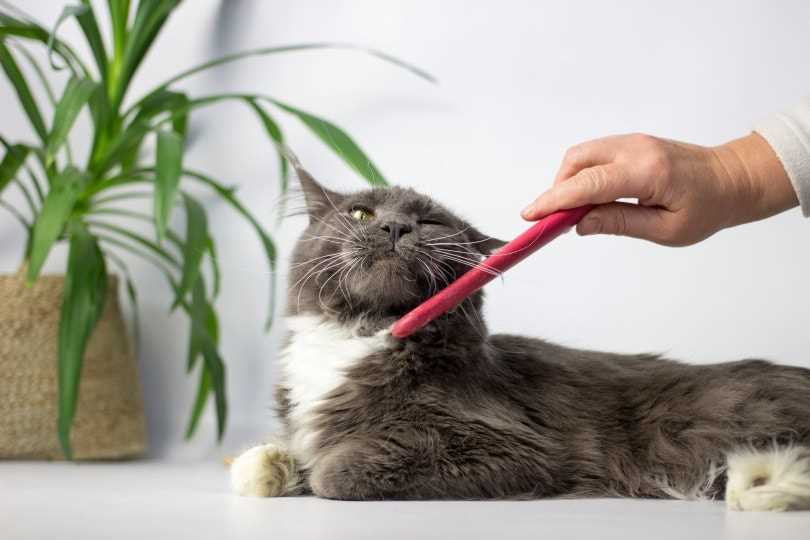 How to Help Your Cat Adjust to Grooming Sounds