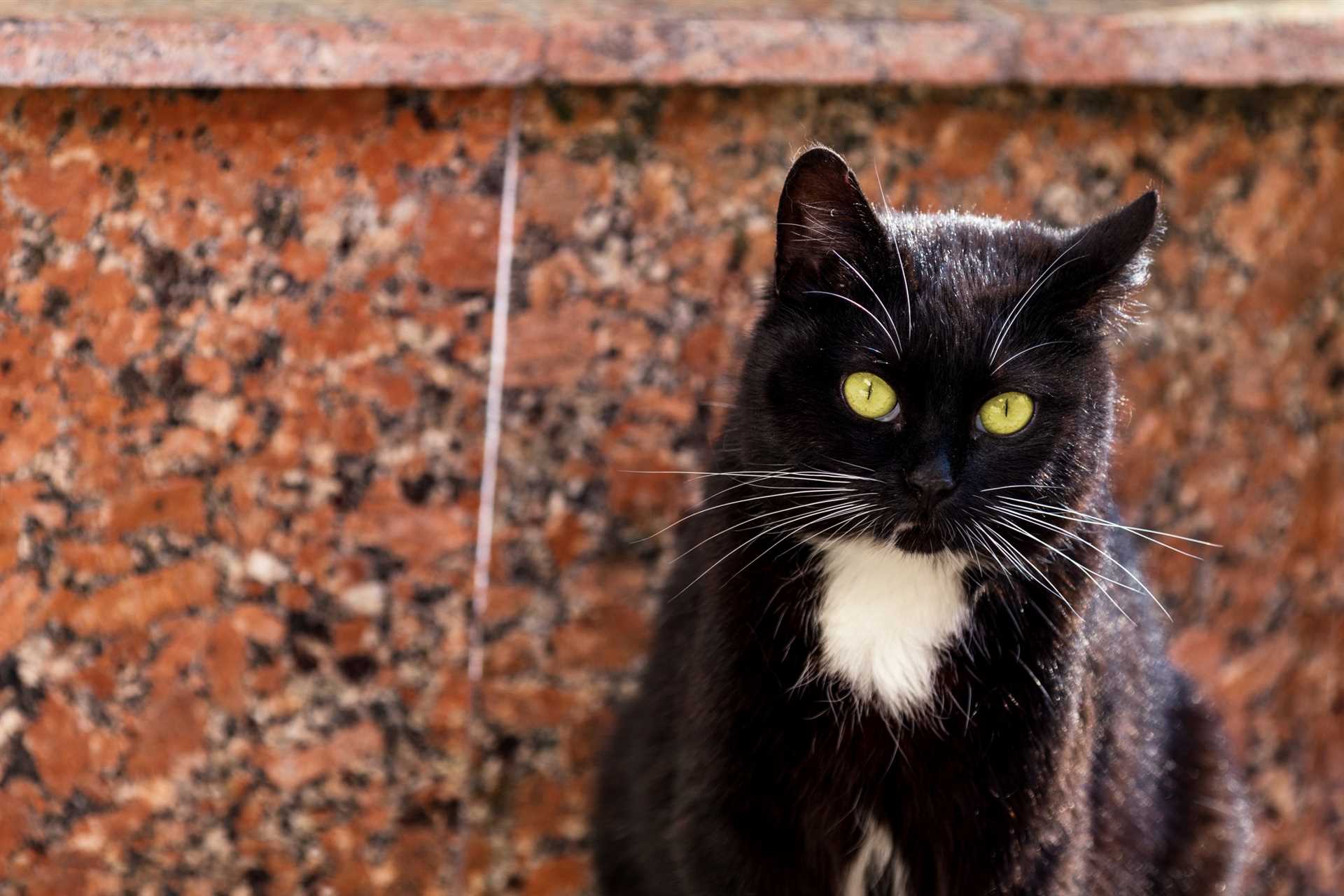 How Diet and Health Can Affect Whisker Appearance