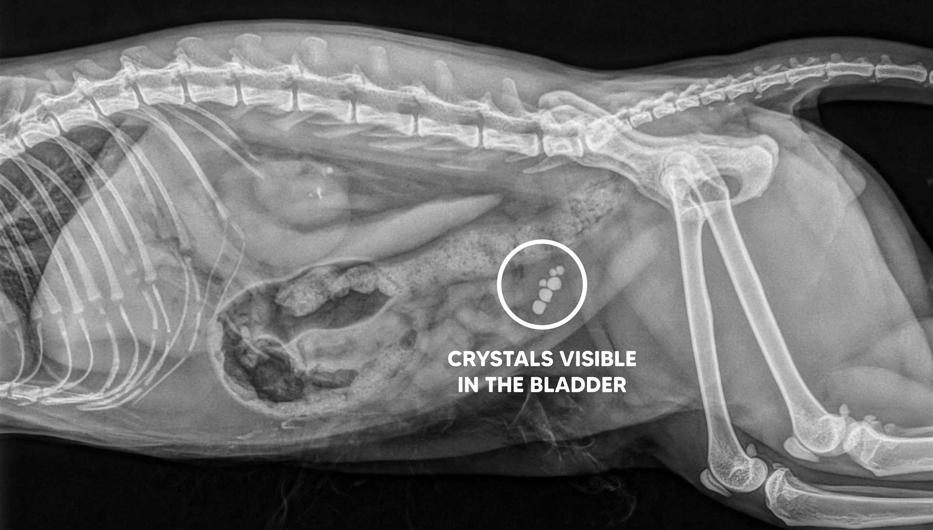 Common Causes of Urinary Crystals in Cats