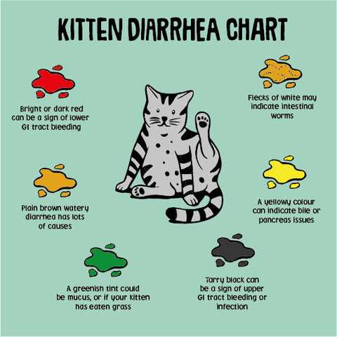 Identifying Parasitic Infections in Cats