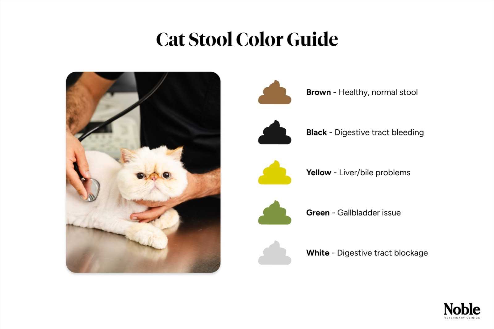 Impact of Stress on Feline Digestive Health