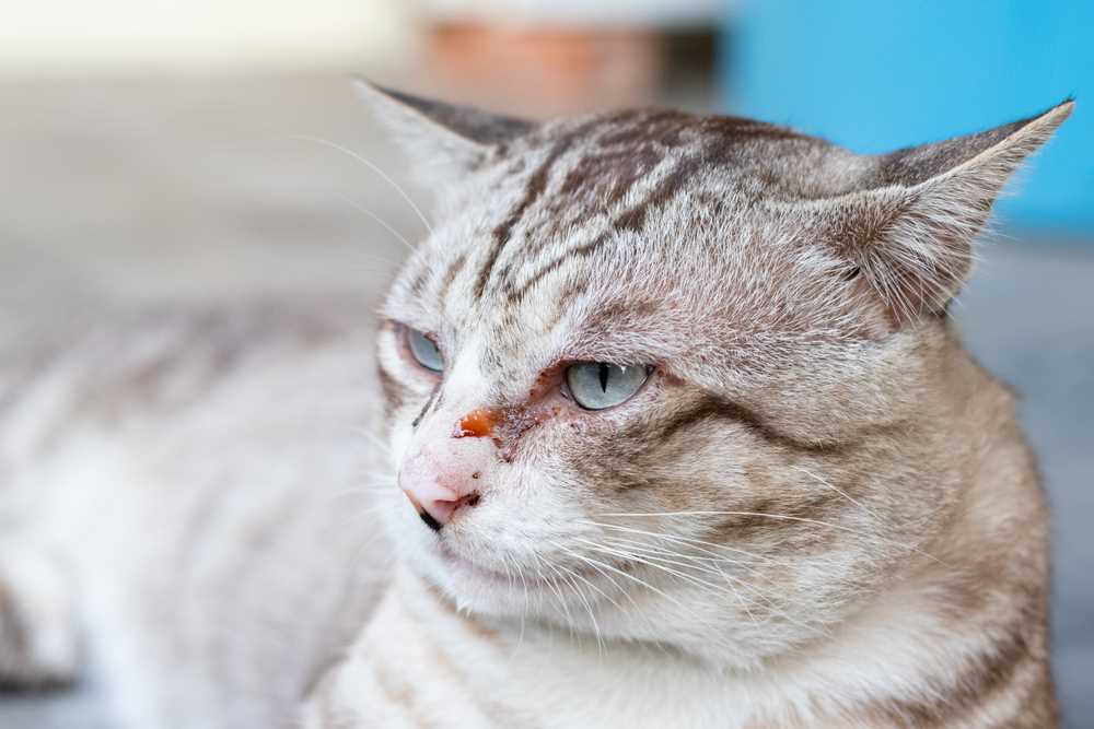 When to Consult a Veterinarian for Eye Issues