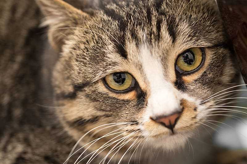 Common Causes of Eye Infections in Cats