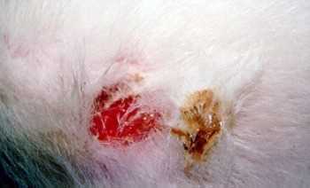 Infections and Underlying Conditions