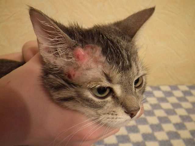 Grooming Practices