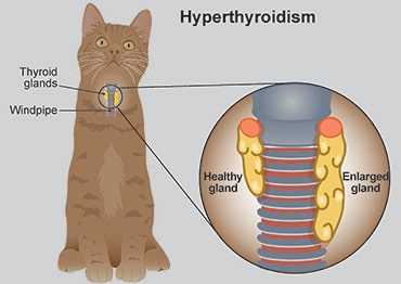 Environmental Factors Contributing to Feline Thyroid Disorders