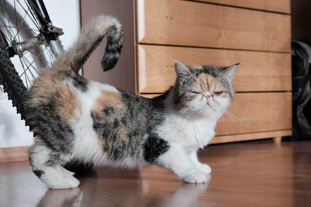 Increased Grooming