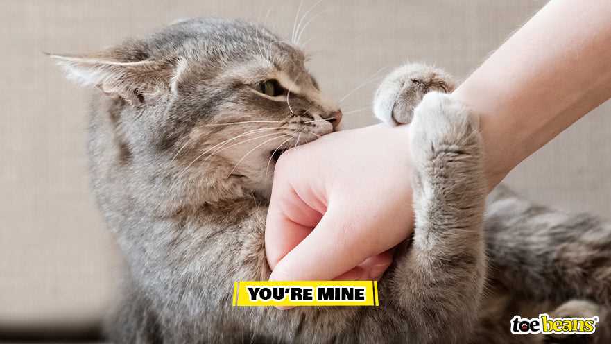 Interpreting Your Feline's Body Language During Close Encounters