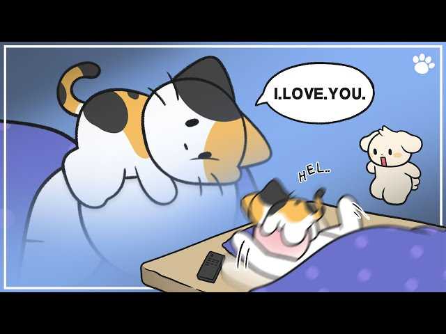 Managing Space While Respecting Feline Needs