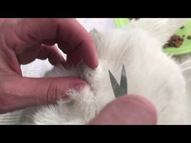 Practical Tips for Preventing and Removing Fur Knots
