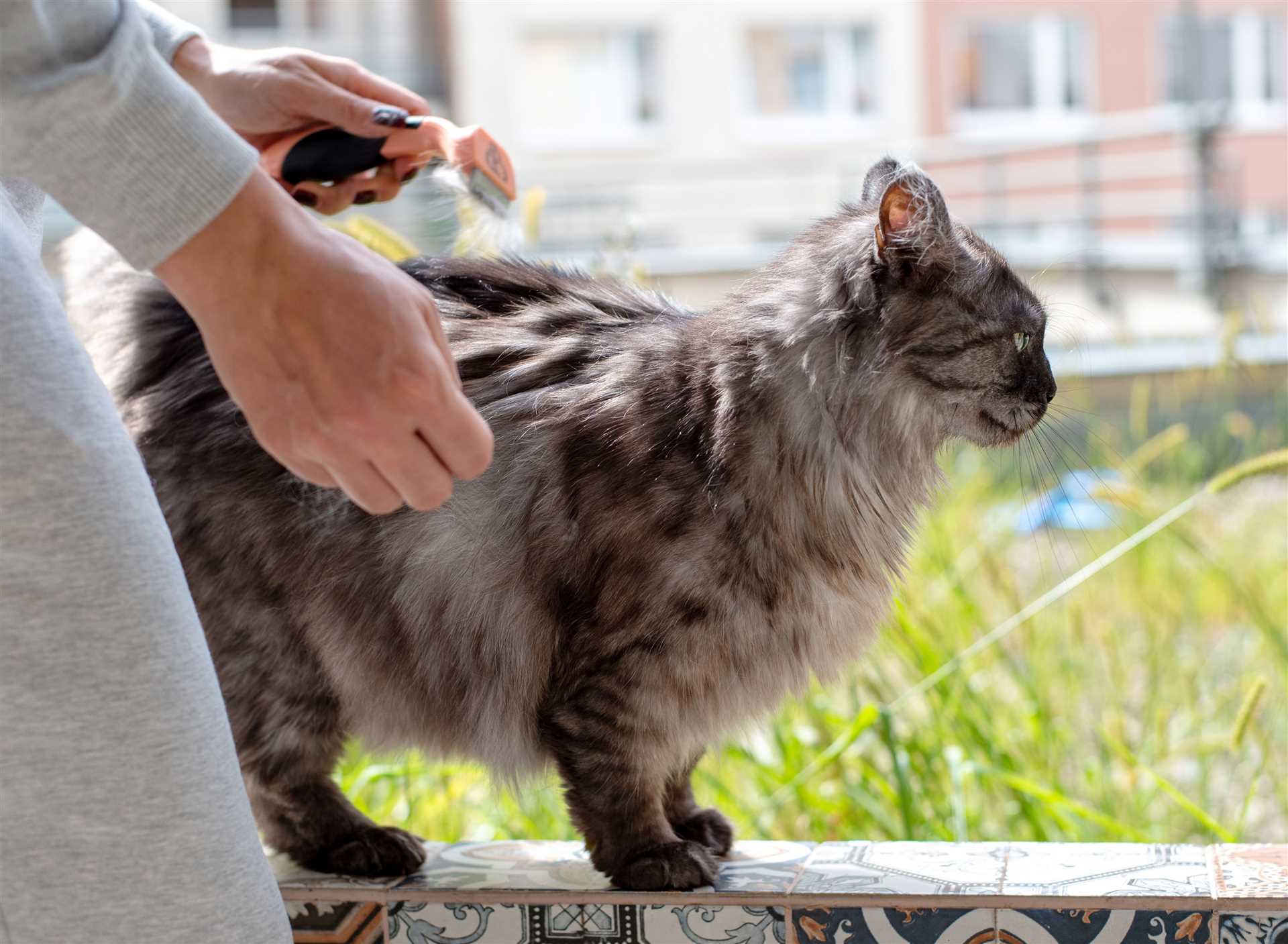 Medium-Haired Breeds