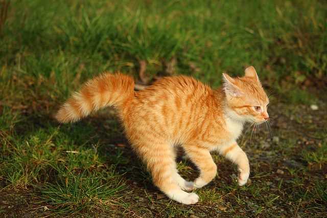 Identifying Situations That Trigger Tail Puffing in Cats