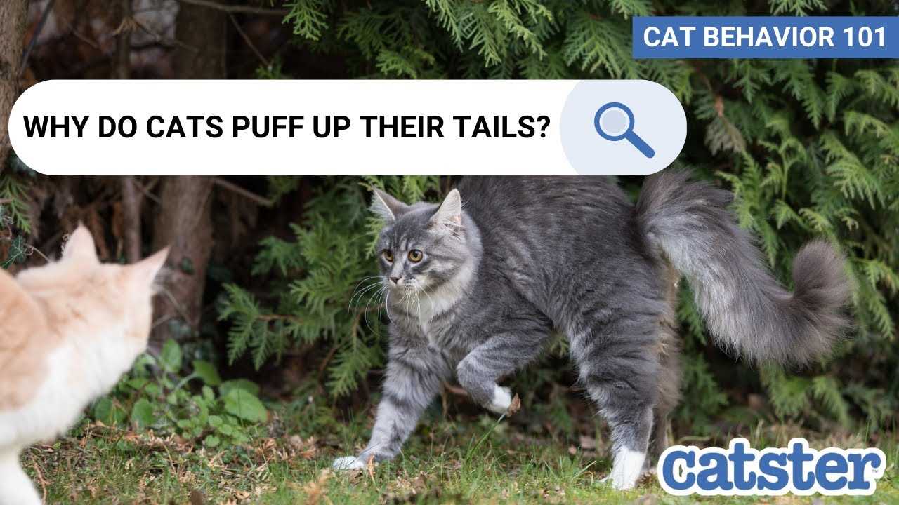 Understanding the Emotions Behind a Cat's Puffy Tail