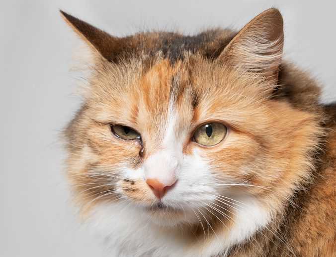 Common Causes of Tear Production in Felines