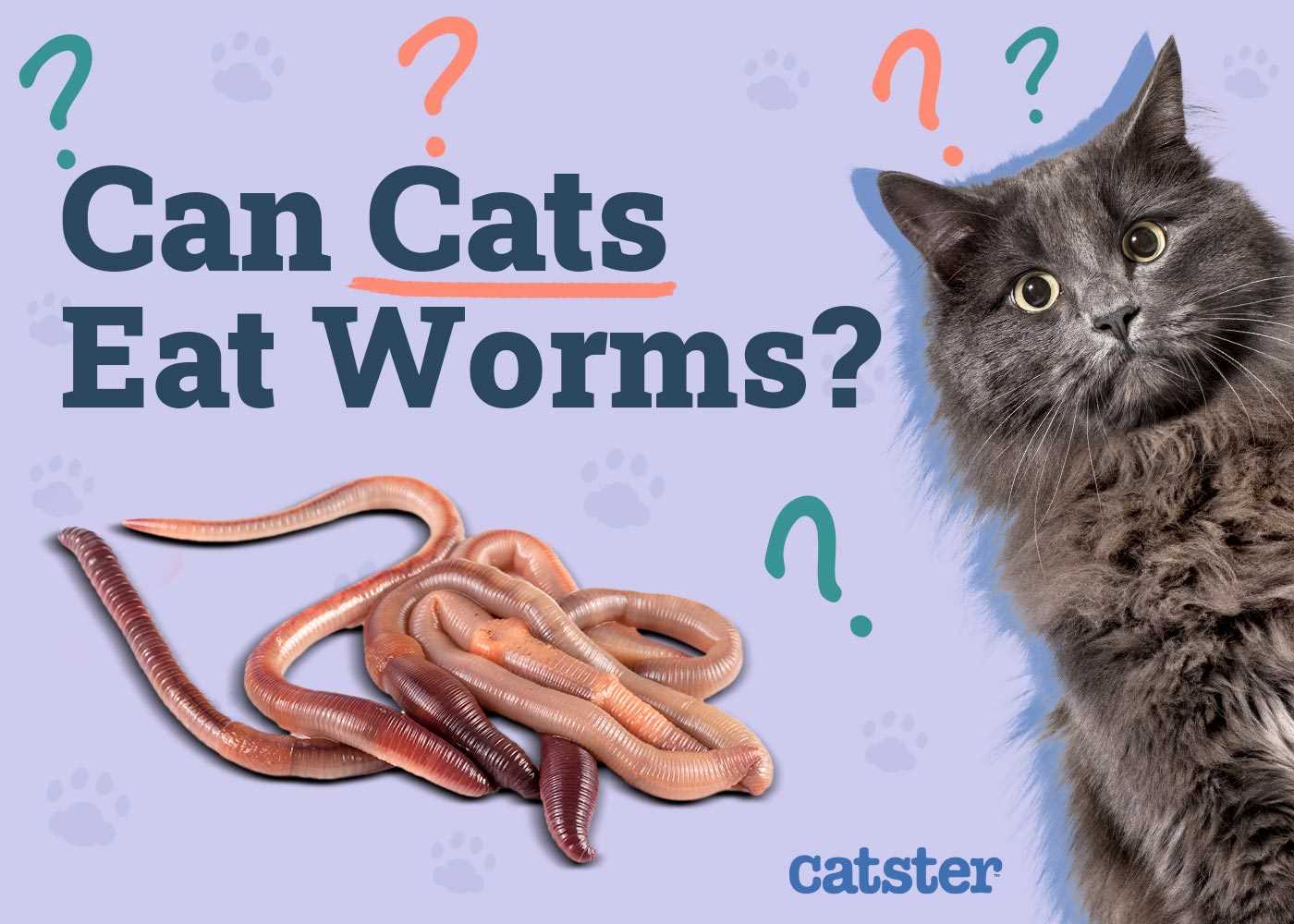 How to Prevent Worm Infestations in Your Cat