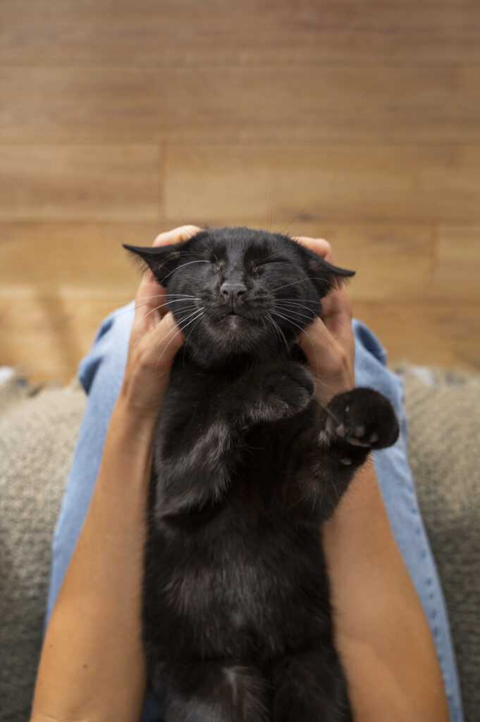 Relaxed Ears and Eyes