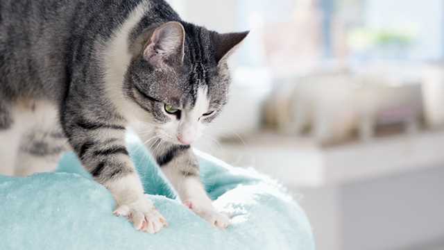 Signs That Your Feline Friend is Comfortable While Kneading