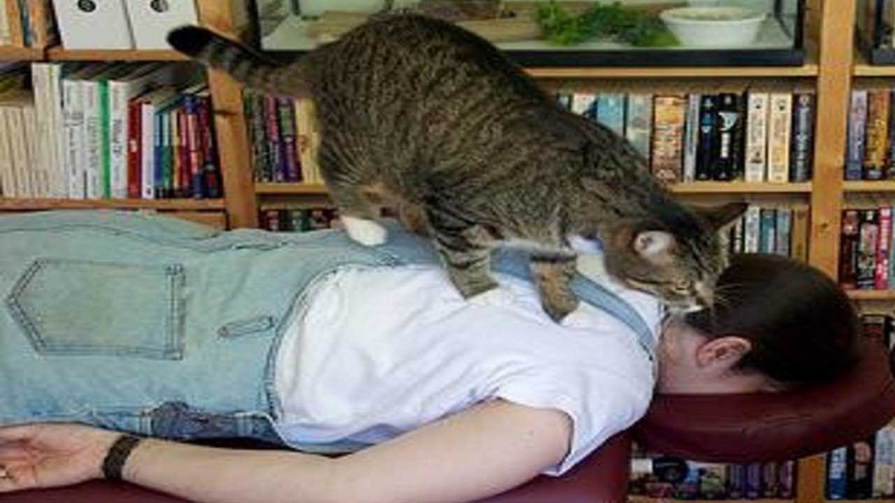 Playful Behavior