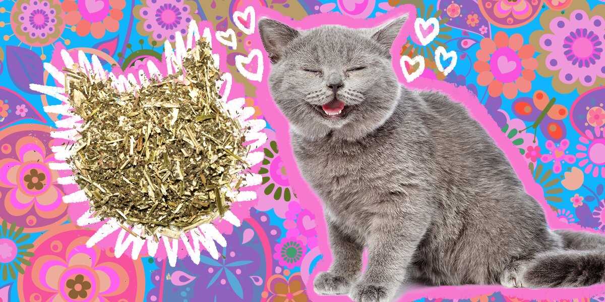 Safe Ways to Introduce Catnip to Your Feline Friend