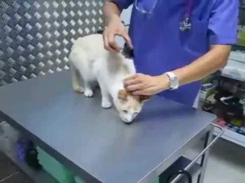 Safe Techniques for Handling Felines without Causing Stress