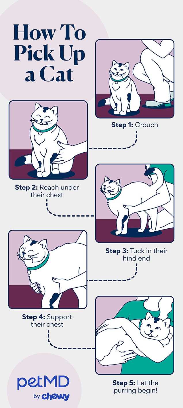 Safe Practices for Handling Felines by the Scruff