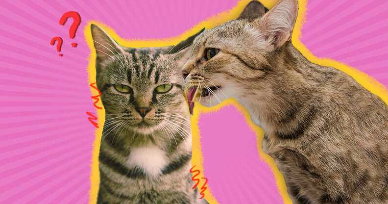 The Social Significance of Grooming Behavior in Felines