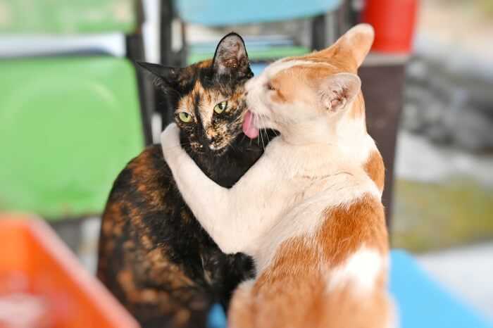 Understanding the triggers for feline aggression after grooming
