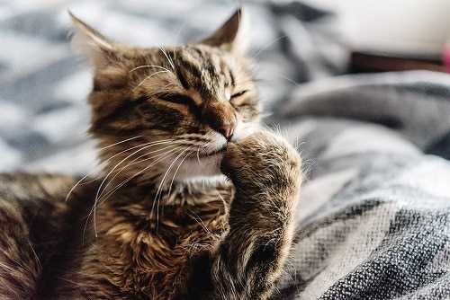 How Grooming Helps Regulate Body Temperature