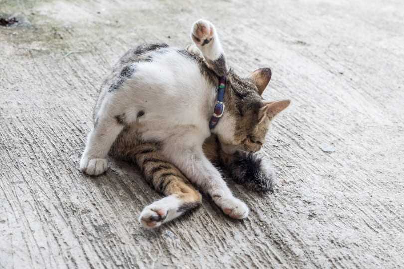 The impact of grooming on a cat's scent and territory