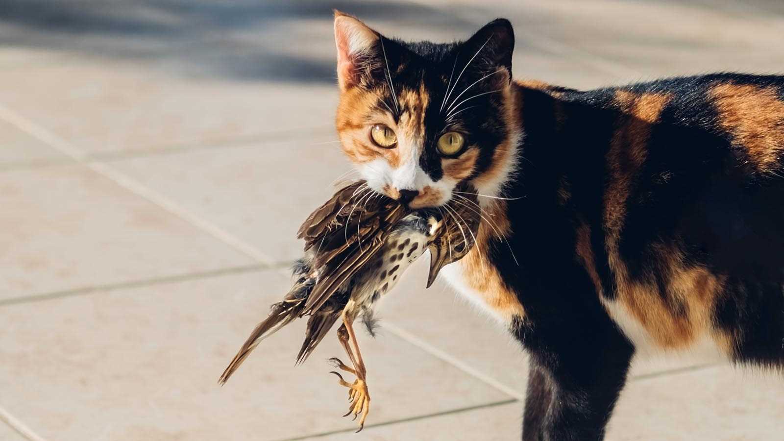 Understanding My Hunting Behavior