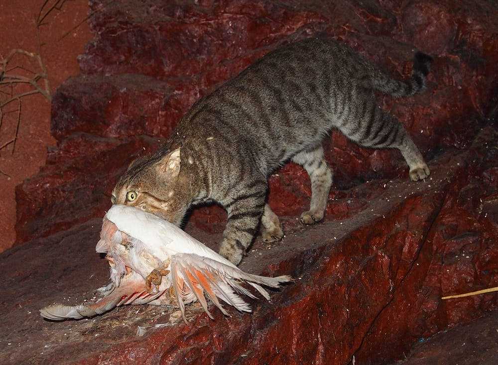 Behavioral Adaptations