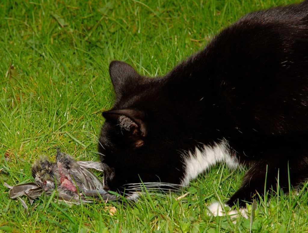 Behavioral Patterns: Why Cats Target Birds