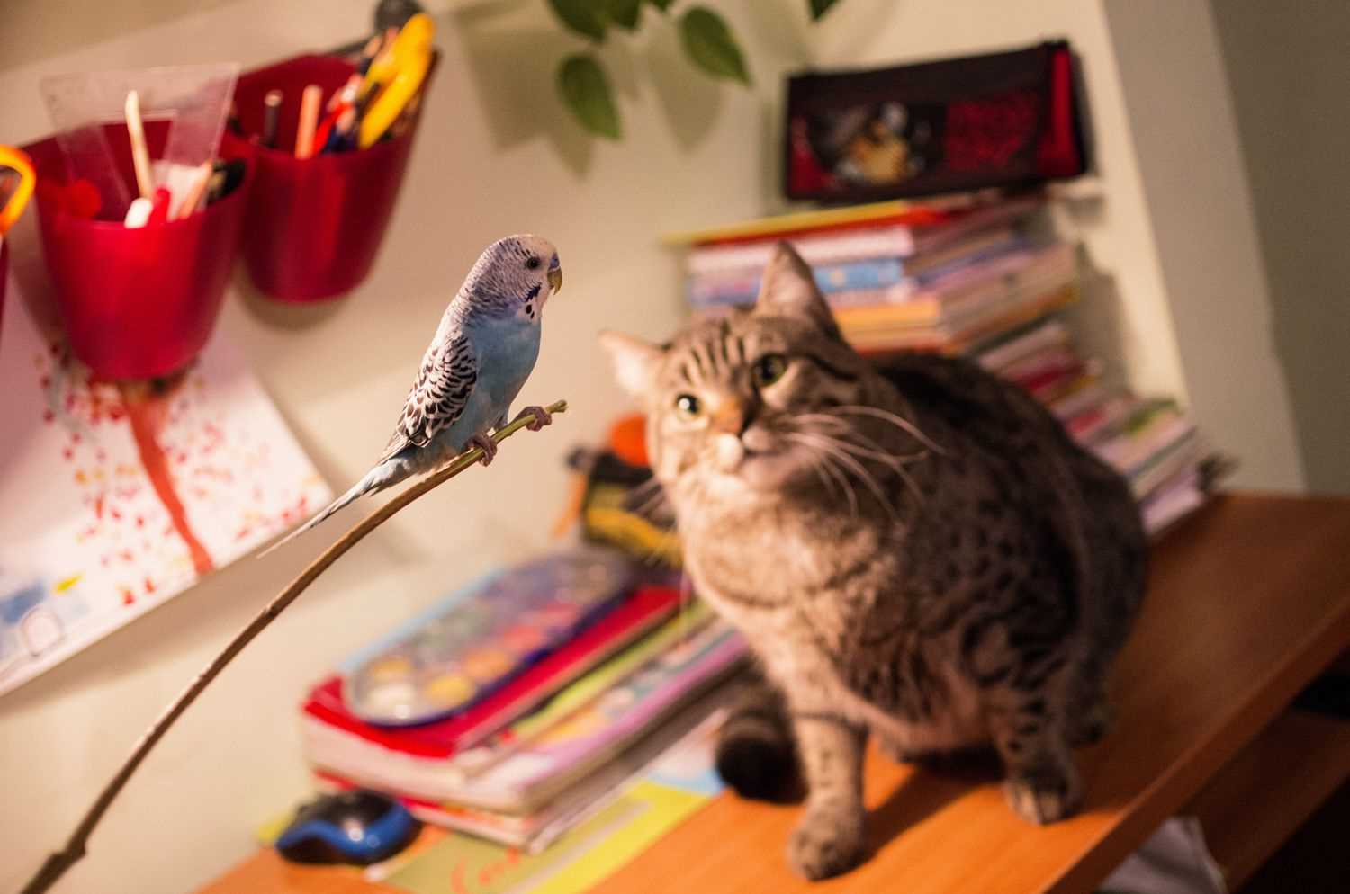 Benefits of Providing Alternative Prey for Indoor Cats