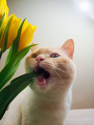 How to Safely Introduce Plants to Your Home