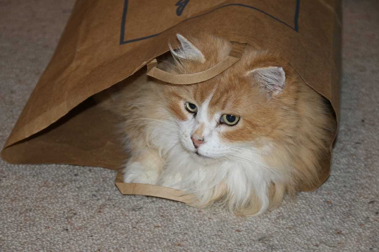 Is Paper Consumption a Sign of Stress or Anxiety in Felines?
