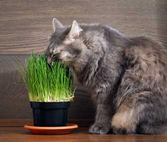 Why Do I Enjoy Snacking on Greenery