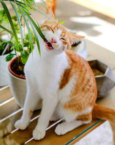 How to Redirect Your Cat's Plant-Eating Habit