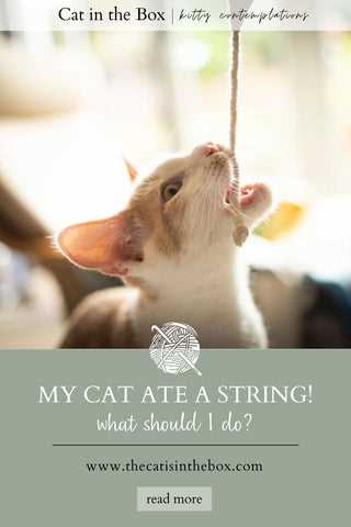 Potential Dangers of Felines Consuming Threads