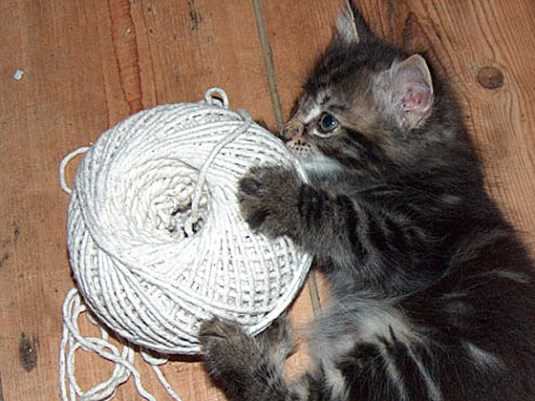 Curiosity and Exploration