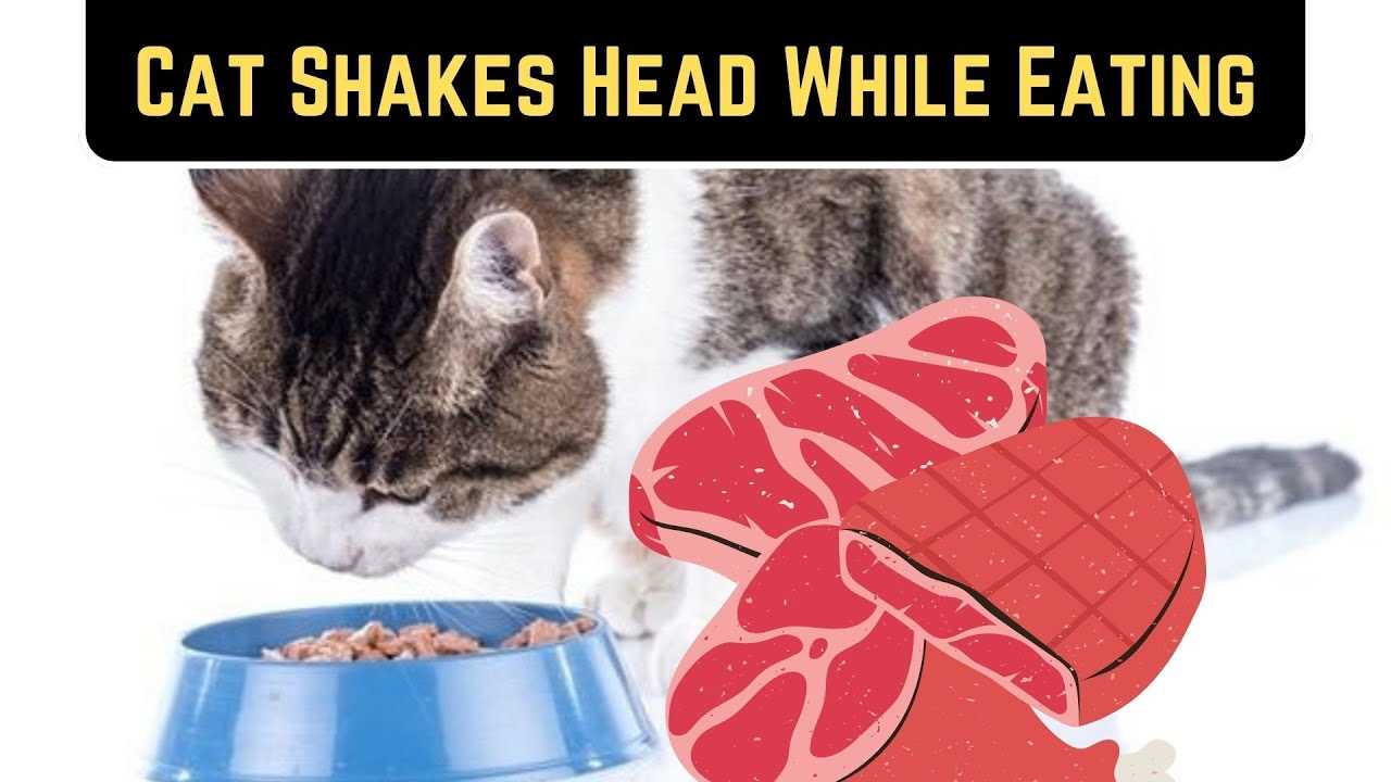 Identifying Possible Dental Issues in Cats