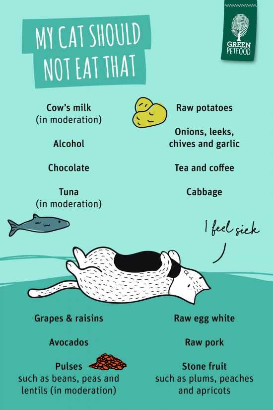 Tips for Managing Your Cat's Appetite