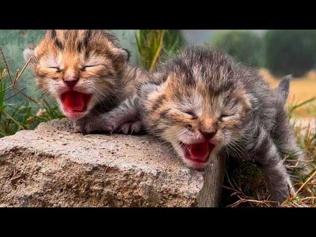 Factors Influencing Feline Behavior Towards Offspring