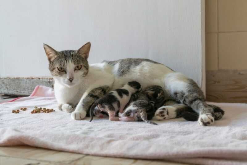 Understanding Maternal Instincts in Cats