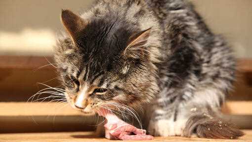 Steps to Support a New Mother Cat and Her Kittens