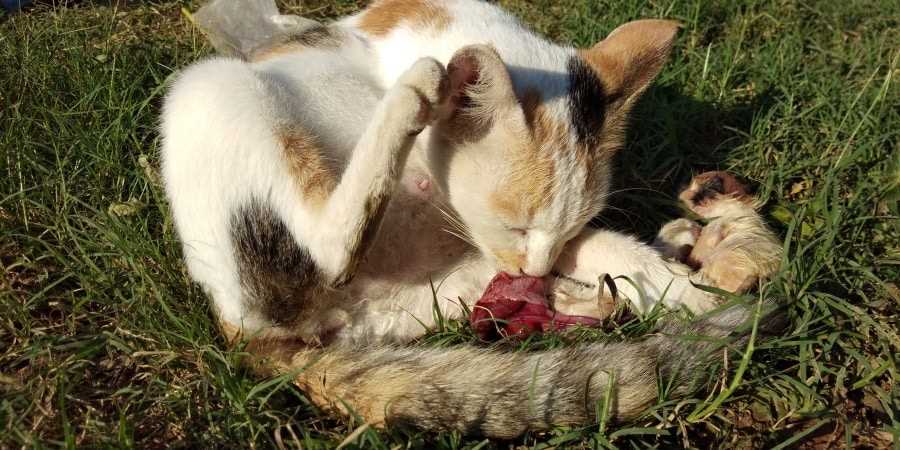 Understanding Maternal Behavior in Felines