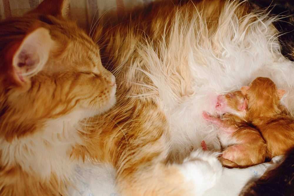Identifying Signs of Stress in Mother Cats