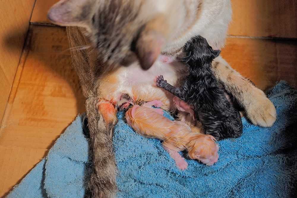 Understanding the Behavior of Felines Towards Their Offspring