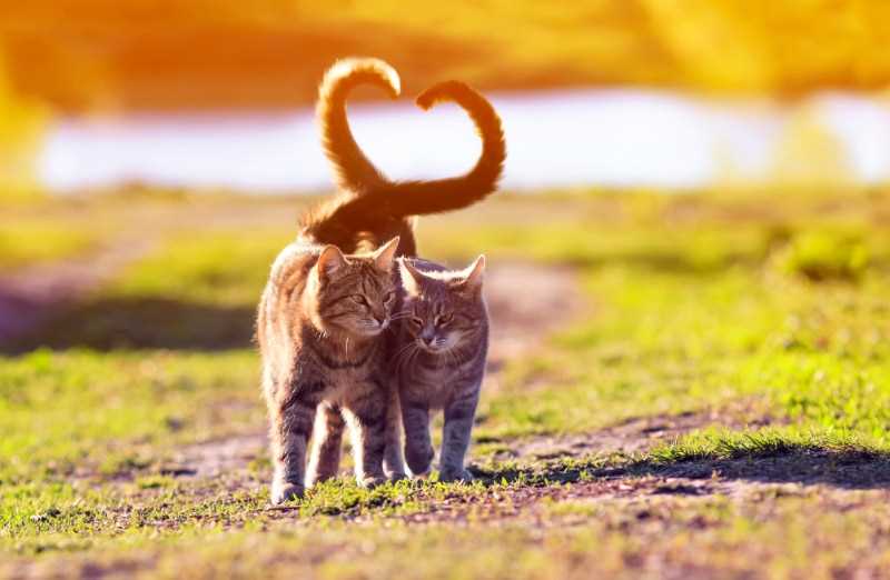 Health Considerations Linked to Tail Length